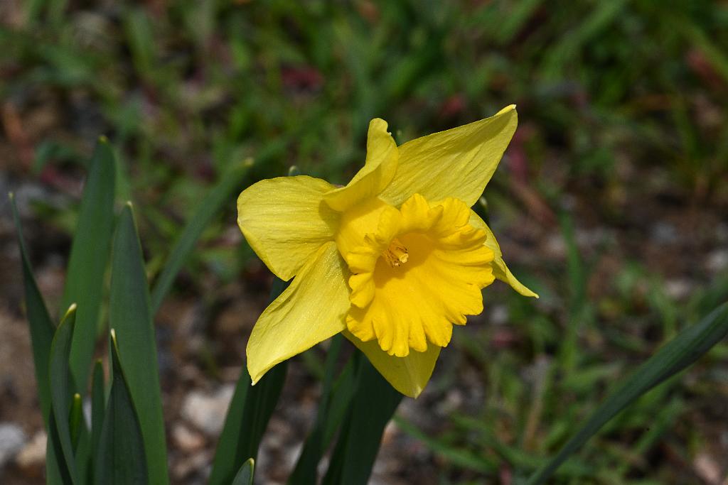 2025-04046230 Tower Hill Botanic Garden, MA.JPG - Daffodil. New England Botanic Garden at Tower Hill, MA, 4-4-2025